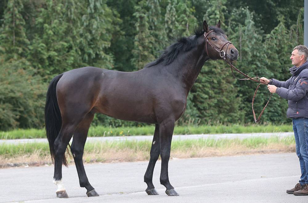 Emerald van 't Ruytershof (Diamant de Semilly/Carthago/Lys De Darmen) BWP -  multiple GP winner, sire of approved stallions,…